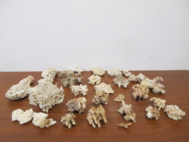 lot 251 image: Large Lot of Coral Pieces