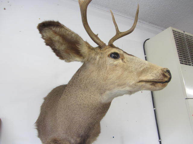 Deer Mount