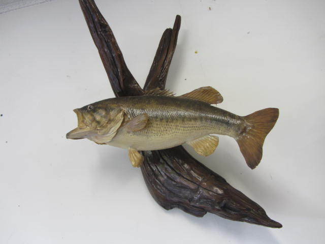 Fish Mount