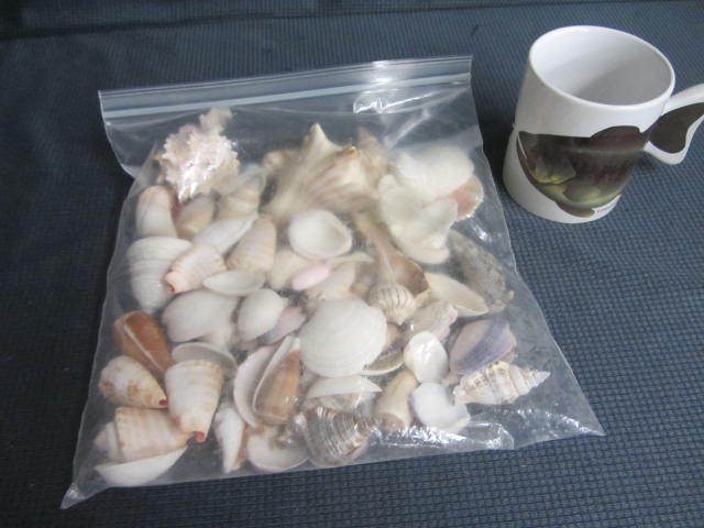 Sea Shells