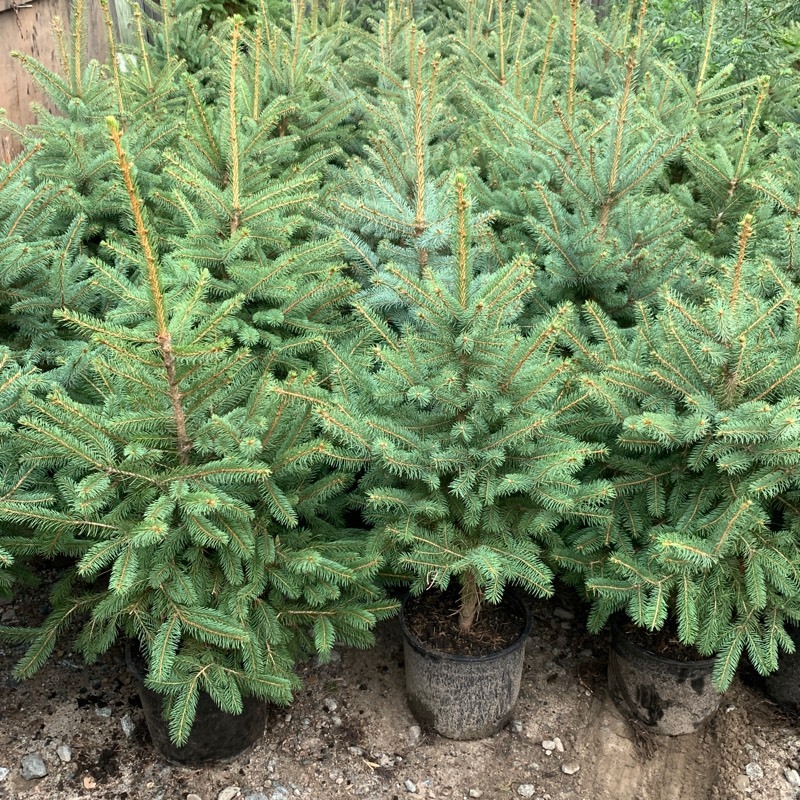 3ft-Plus Premium Colorado Spruce Tree
