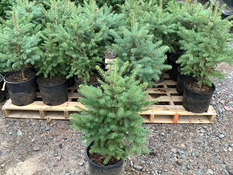 2ft-Plus Colorado Spruce Tree
