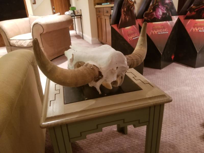 lot 22 image: Large Steer Skull