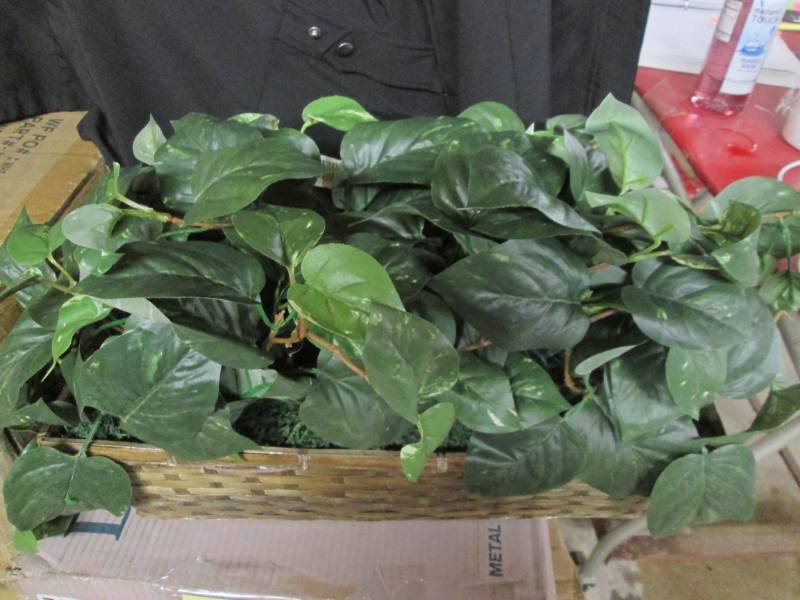 lot 157 image: Desktop Ivy Plant In Basket 2C...