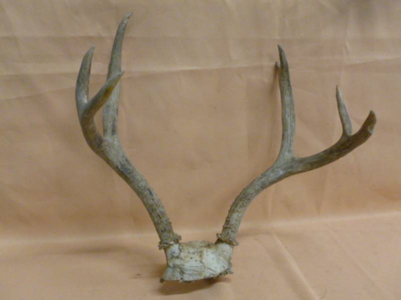 Deer Antler Rack