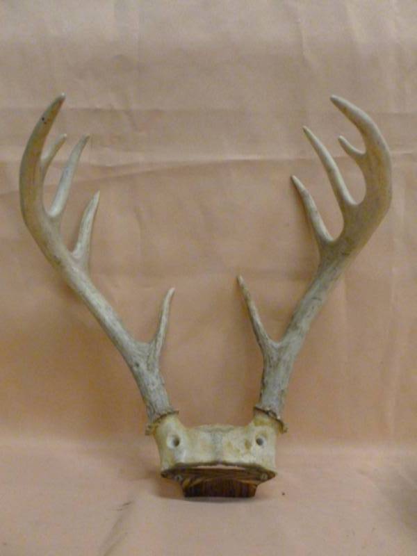 Deer Antler Rack