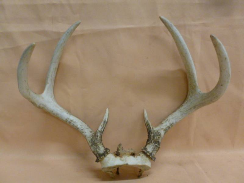 Deer Antler Rack
