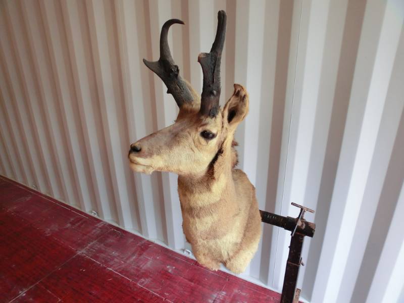 lot 248 image: Antelope head mount