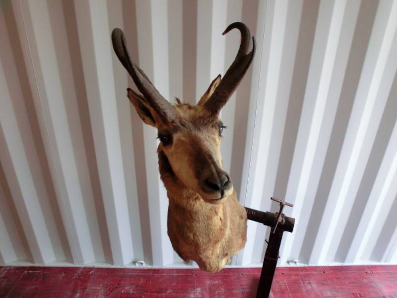 lot 249 image: Antelope head mount