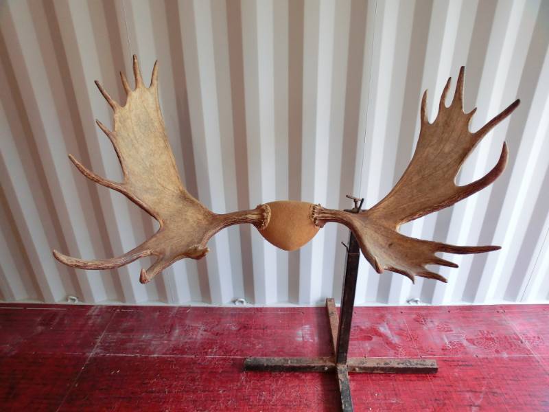 lot 247 image: Alaskan Moose antlers