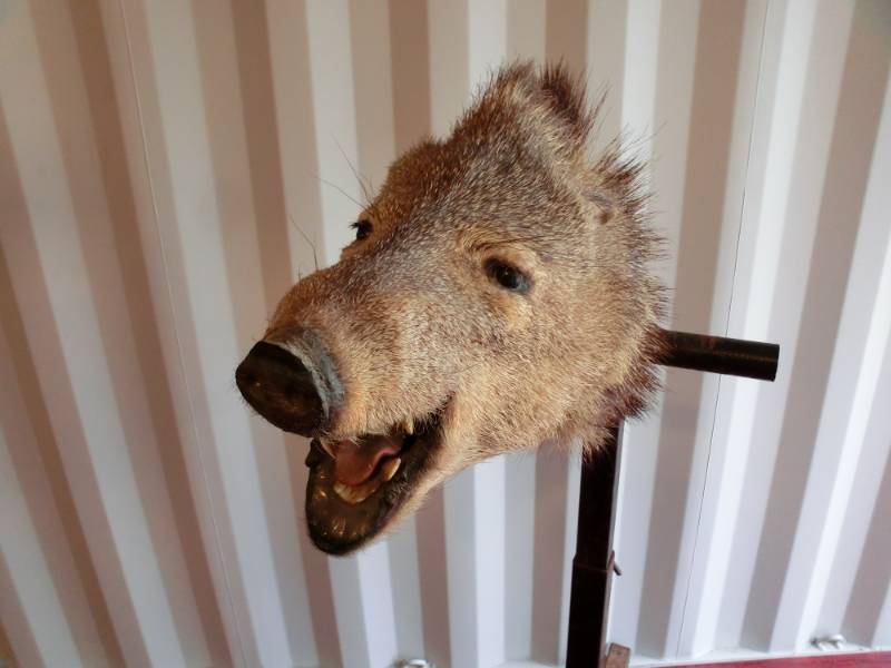 lot 257 image: Javelina pig