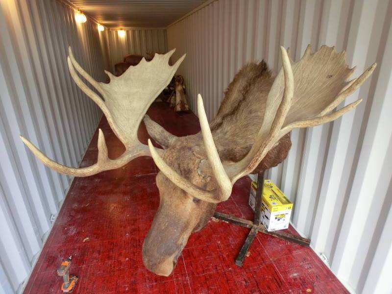 lot 258 image: Alaskan Moose Head mount
