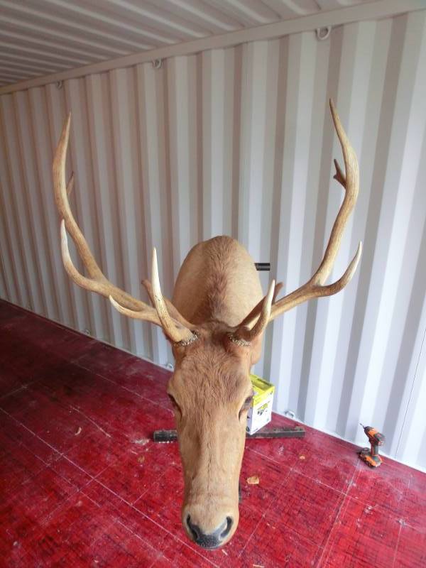 lot 262 image: Elk head mount