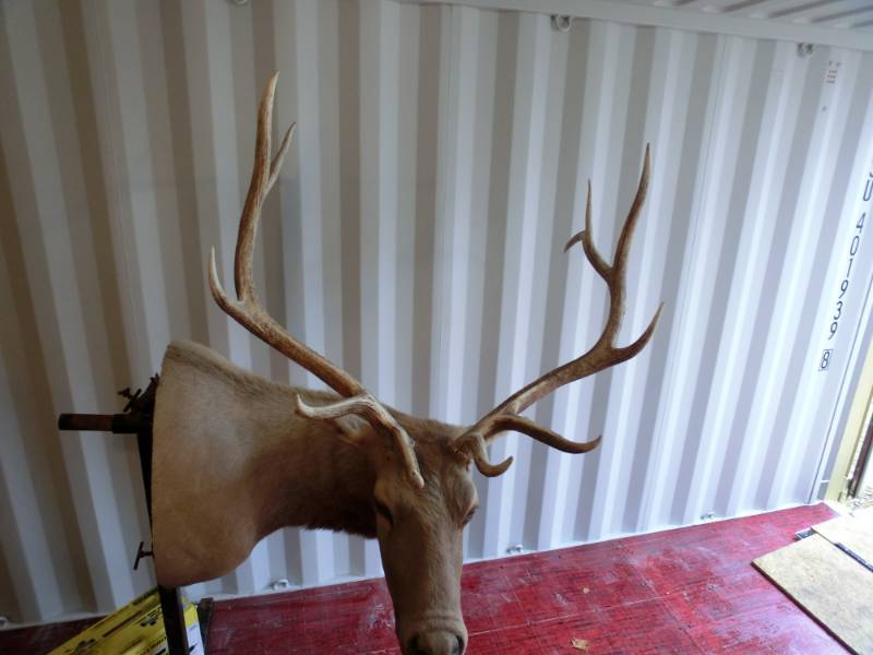 lot 260 image: Elk head mount