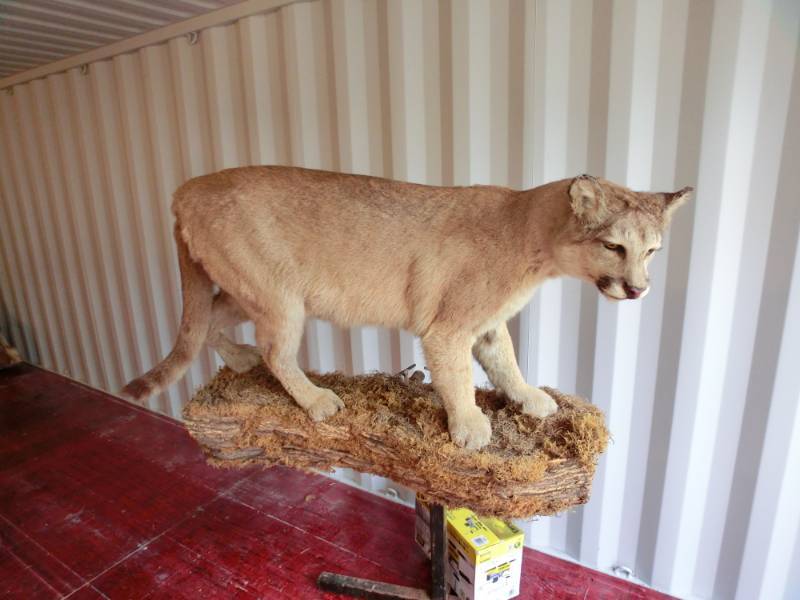lot 261 image: Mountain lion full body mount