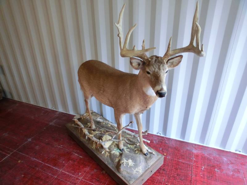 lot 263 image: Whitetail deer full body mount