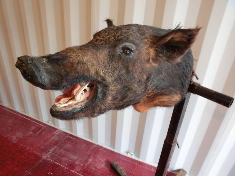 lot 256 image: Wild boar head mount