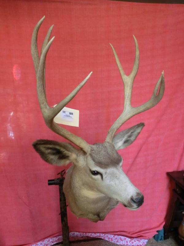 lot 243 image: Mule deer head mount