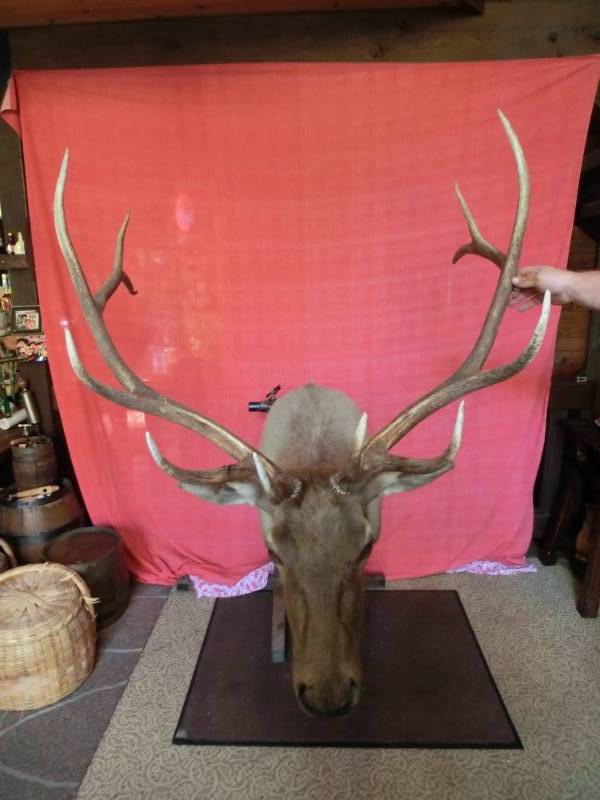 lot 244 image: Elk head mount