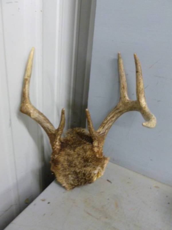lot 13 image: Deer Antler Rack