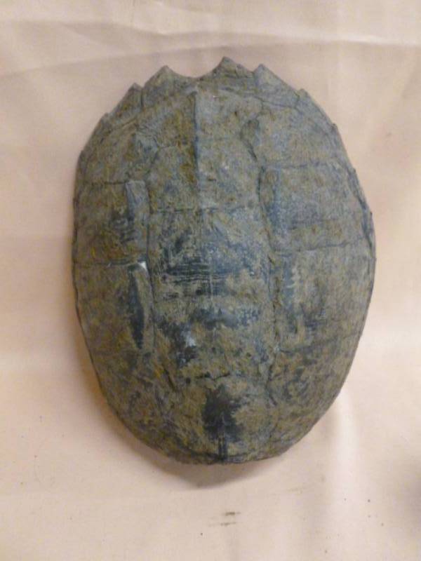 lot 153 image: Collectible