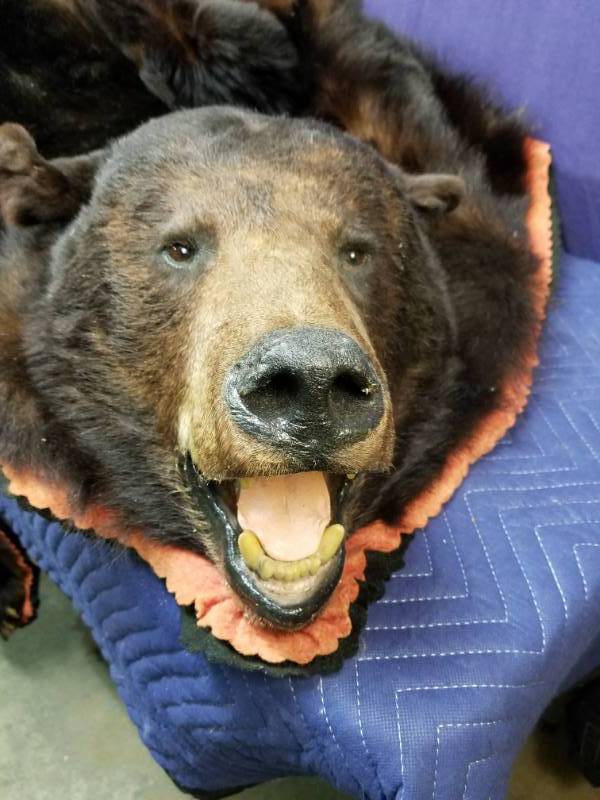 lot 15 image: Old Bear Rug 