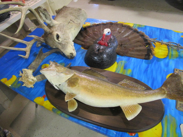 lot 224 image: TAXIDERMY