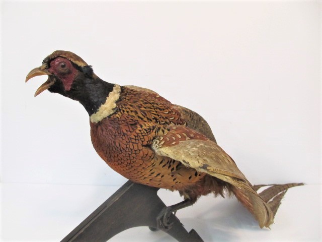 lot 166 image: Nice Full Body Taxidermy Pheasant