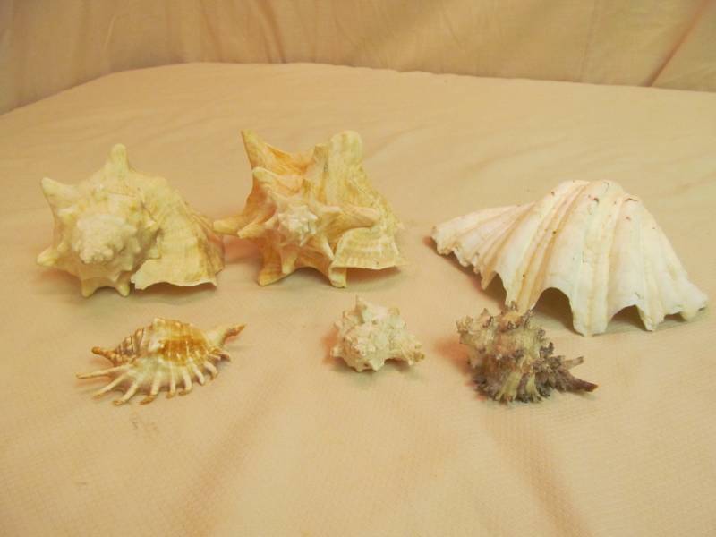 sea shells