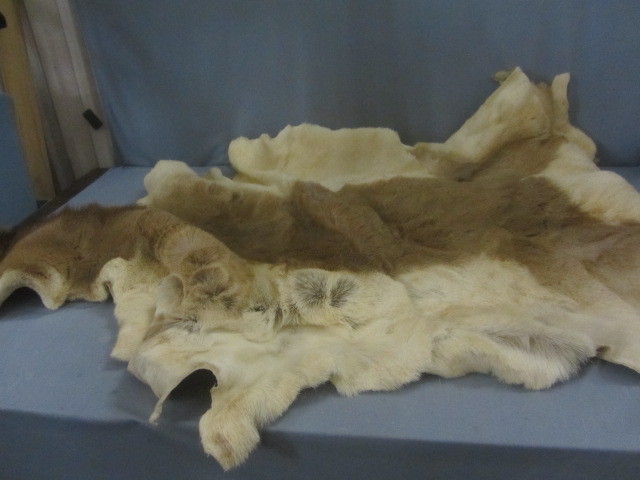 lot 118 image: Pronghorn Antelope Hide