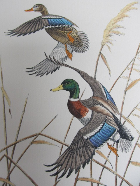 lot 40 image: Signed & Numbered DAVE CHAPPLE Mallards 31250