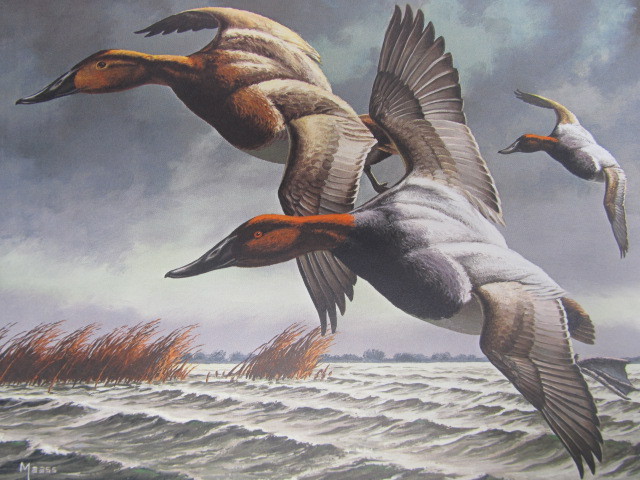 lot 49 image: Signed & Numbered DAVID MAASS Federal Duck Stamp Print 7,56222,250