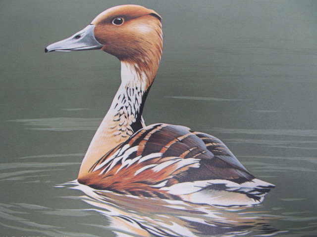 lot 53 image: Signed & Numbered BURTON E. MOORE, JUNR Male Fulvous Whistling Duck Displaying 362816310 w STAMP