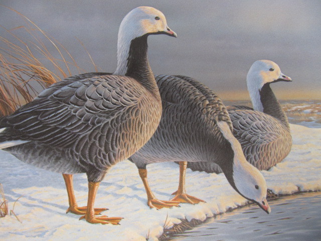lot 57 image: Signed & Numbered DANIEL SMITH Emperor Geese 12,27114,650