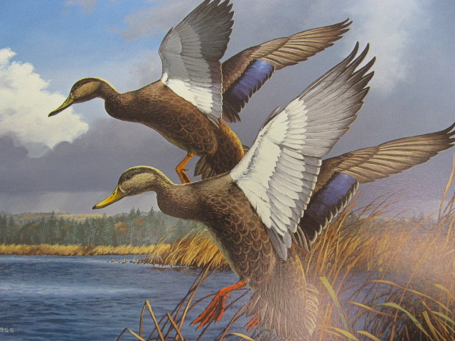lot 58 image: Signed & Numbered DAVID MAASS Maine Waterfowl Stamp Print 6,00111,115 w STAMP