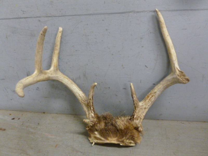 lot 150 image: Deer Antler Rack
