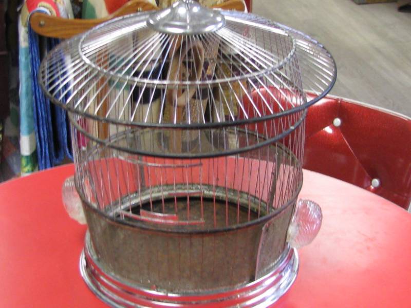 Bird Cage