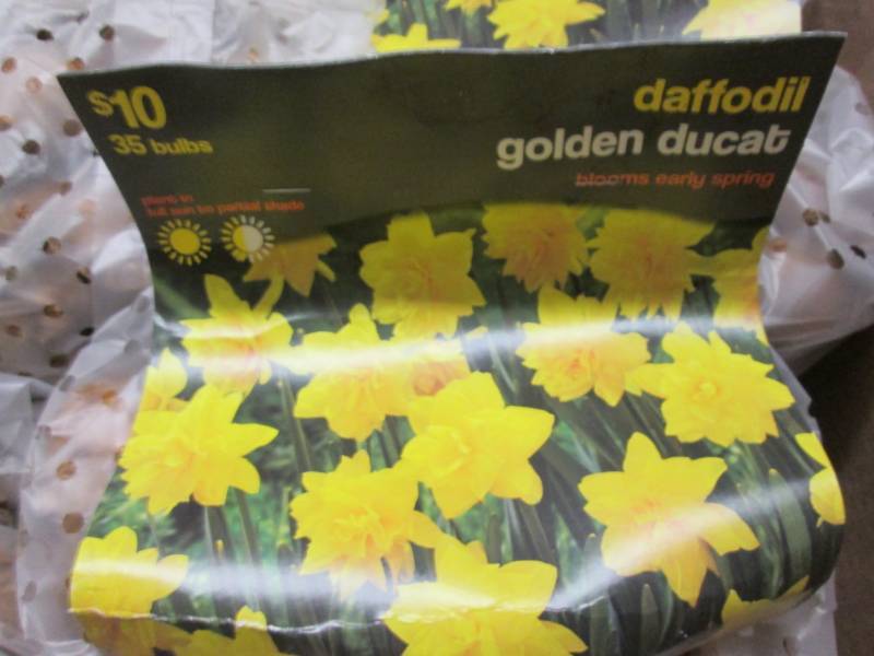 lot 195 image: Box of Daffodil Bulbs - 35 packs...