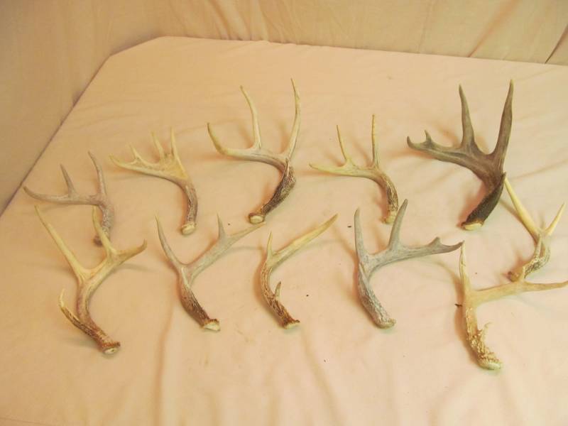white tail antlers