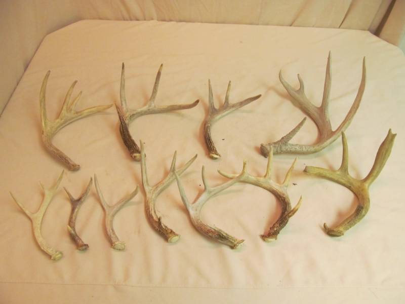 white tail antlers