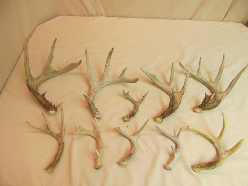 white tail antlers