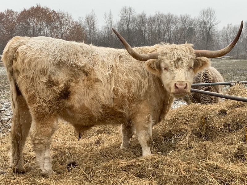 lot 1 image: Purebred Scottish-Highland Steer
