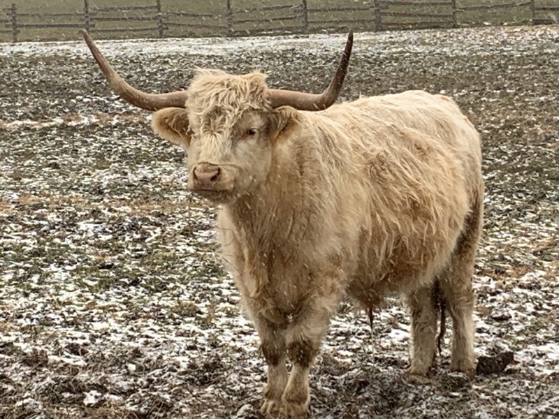 scottish highland cattle ohio