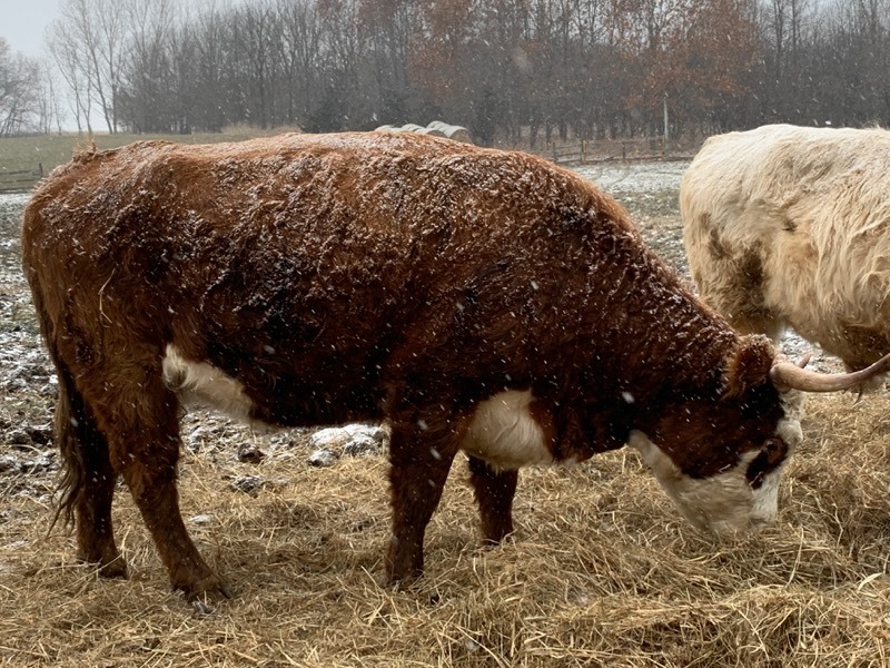 Hereford / Scottish-Highland Cross Breed Cow | Scottish-Highland Cattle