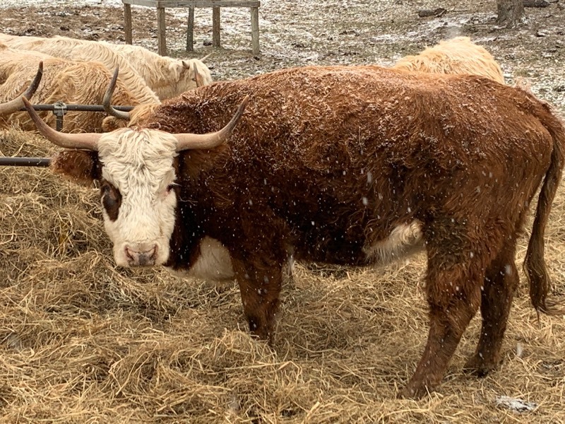 Hereford / Scottish-Highland Cross Breed Cow | Scottish-Highland Cattle