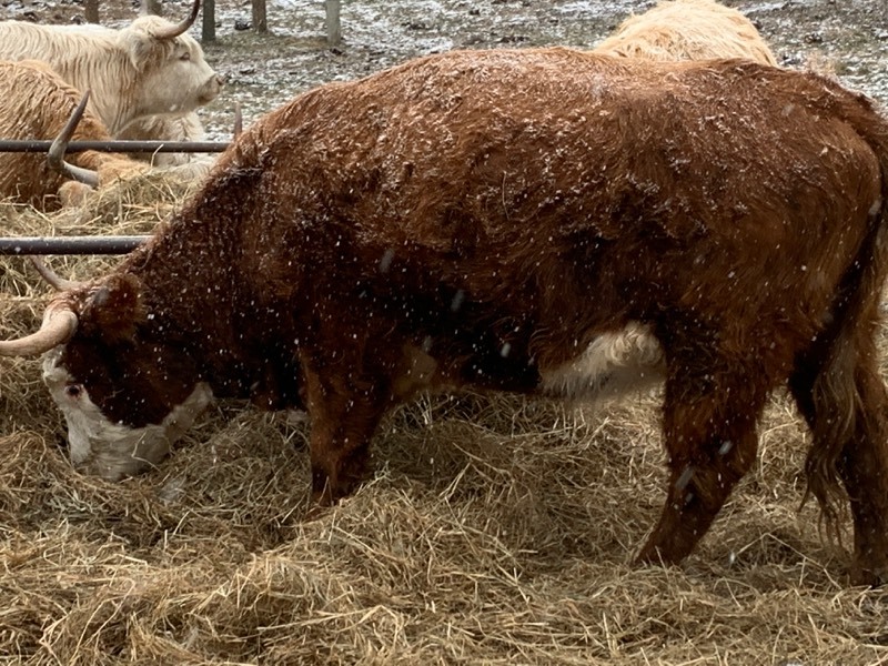 Hereford / ScottishHighland Cross Breed Cow ScottishHighland Cattle