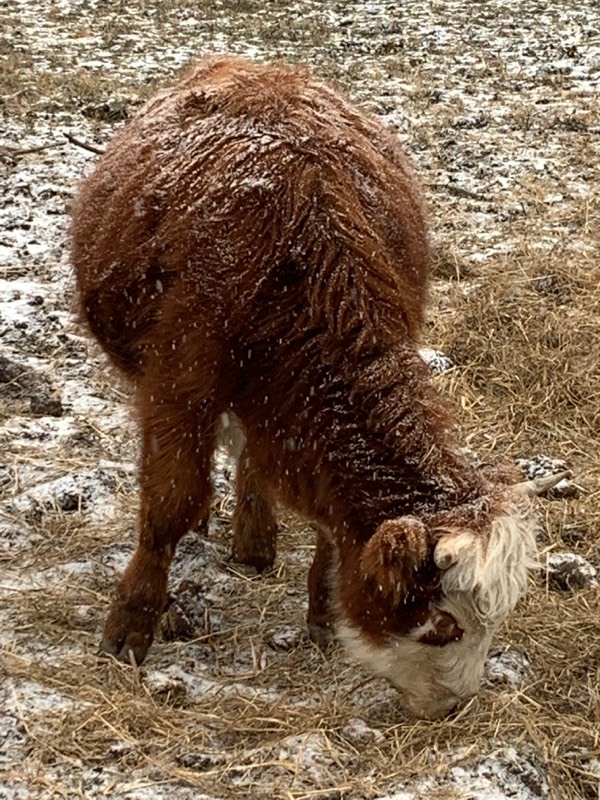 Hereford / ScottishHighland Cross Breed Heifer Calf Scottish