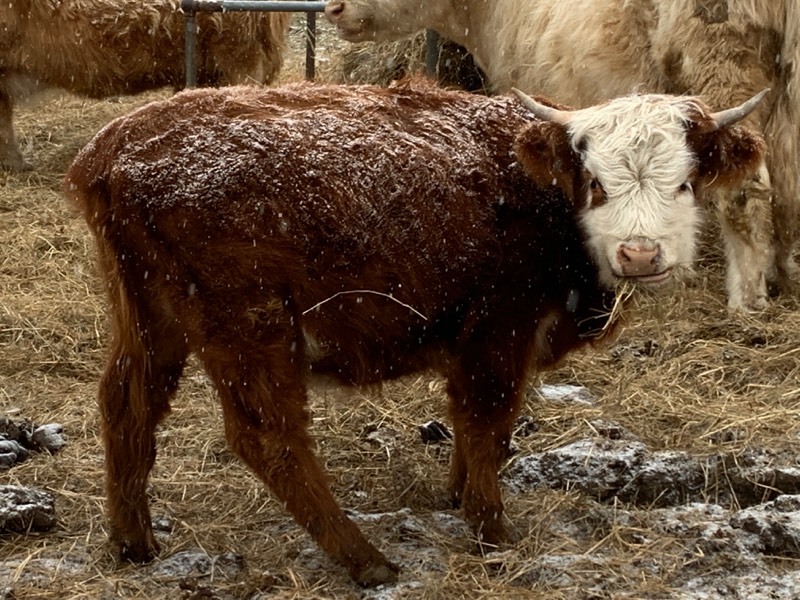 Hereford / Scottish-Highland Cross Breed Heifer Calf | Scottish