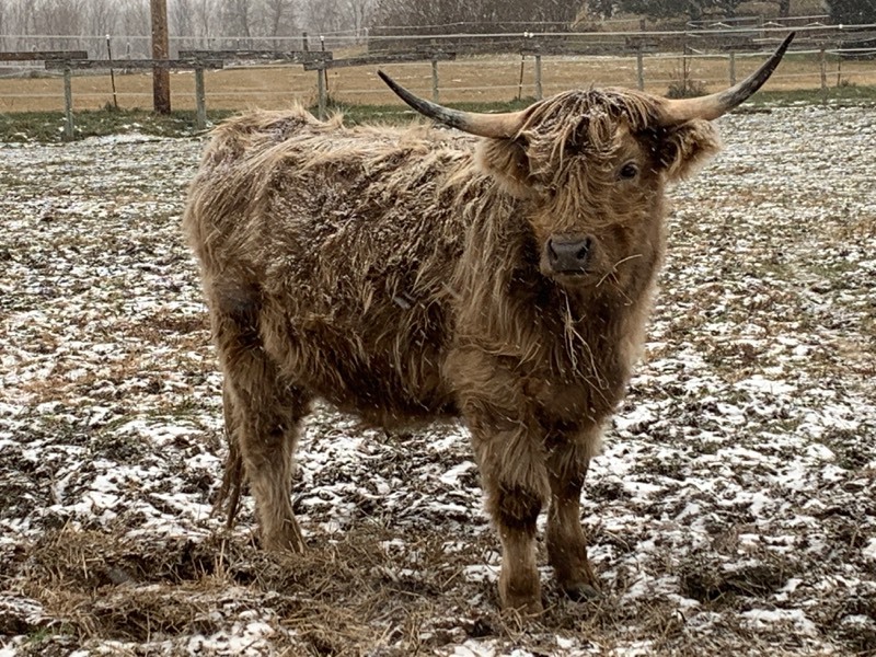 lot 4 image: Scottish-Highland Steer