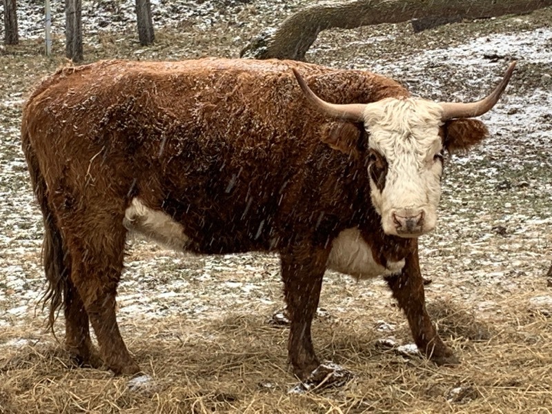 Hereford / Scottish-Highland Cross Breed Cow | Scottish-Highland Cattle